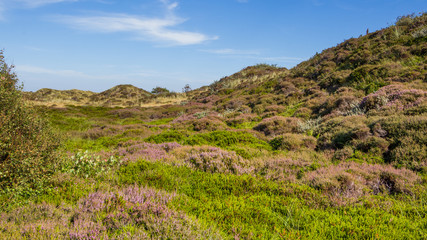 Dunes landscape of the wadden islands of the Netherlands with bl