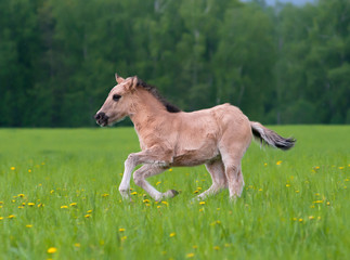 Young filly running in the field of dandelions