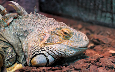 Close-up of a male Green Iguana