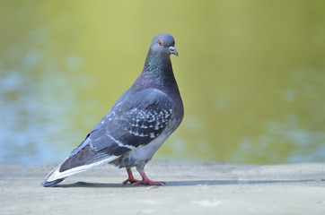 Pigeon