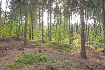 Obraz premium Blick in den Wald
