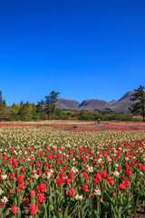 チューリップ畑