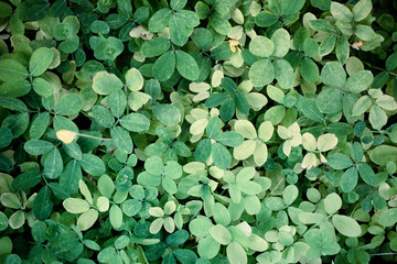 high resolution green leaf texture background