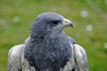 Blaubussard