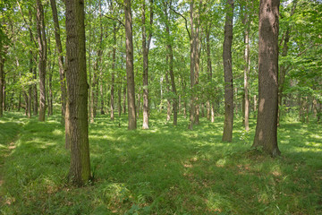 Blick in den Wald