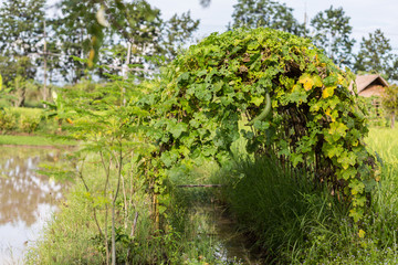 Cucumbers in the garden