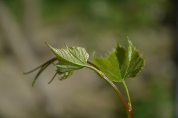 UVA, VIGNETO, VINO, CAMPAGNA, FATTORIA, GRAPE, VINEYARD, WINE COUNTRY, FARM