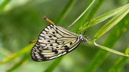 Un repos de papillon