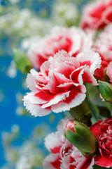 カーネーション