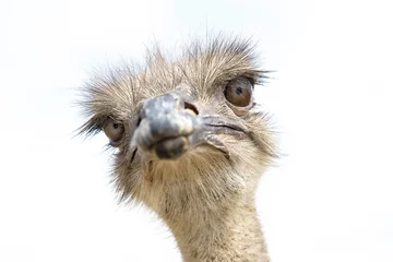 Tuinposter Close-up van het hoofd van een struisvogelvogel © pirke