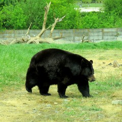 ours