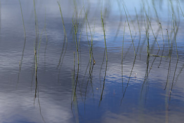 Reed in the water with some reflections in the water