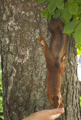 Fototapeta na wymiar red squirrel on the tree eating