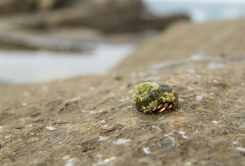 small hermit crab in seasnail shell