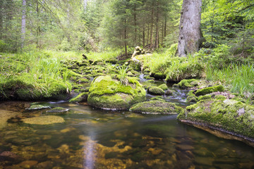 Fototapeta na wymiar idyllischer Bergbach im Schwarzwald