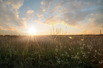 schönes Weizenfeld vor Sonnenuntergang mit Blumen 
