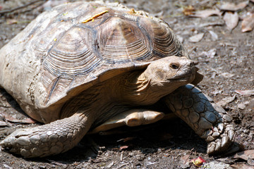 Fototapeta premium ケヅメリクガメ