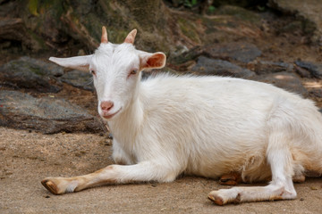 ヤギのポートレート