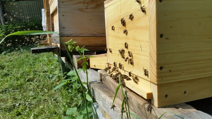 Bienen
