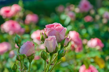 Pink roses