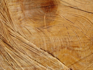 Baumscheibe mit Jahresringen