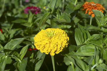 beautiful yellow dahlia