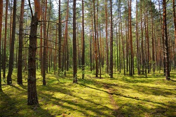 Pine forest in summer sunny day