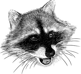 raccoon snout