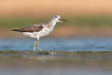 Common Greenshank