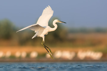 Little egret in flight