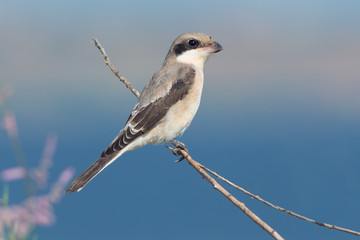 Juvenile Lesser grey shrike