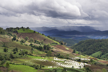 Green Terraced Rice Field In the rainy season, Chiangmai, Thailand