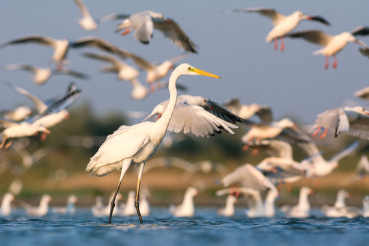 Great egret and gulls