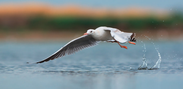 Slender-billed gull in flight