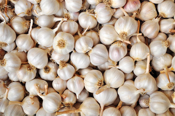 Garlic, agriculture crop