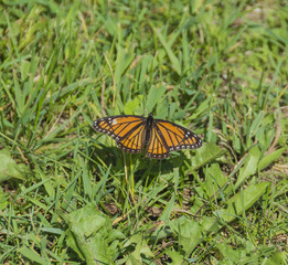 Closeup of a Monarch Butterfly bathing in the sunlight. 