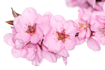 Fototapeta na wymiar Pink peach blossoms