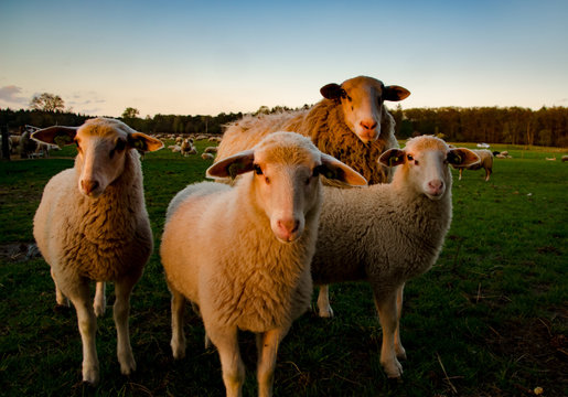 Schaap met lamm etjes in de avondzon op de Veluwe