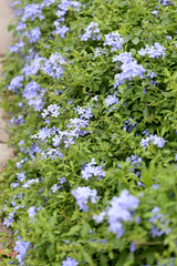 Purple flowers that blooming.
