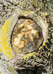 Weathered tree trunk with a cut branch