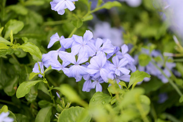 Purple flowers that blooming.