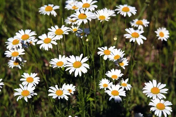 Rideaux occultants Marguerites Shasta Daisies in a Field