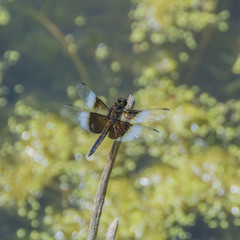 Closeup of a brown, blue, and white colored Dragonfly clinging to a branch.