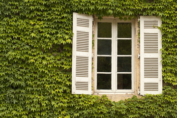French window with Shutters. Ivy completely covers the wall around a French window while shutters provide a textural contrast.