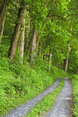 Gravel Road in the Summer