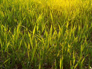 Rye Green Grass Under Morning Sun