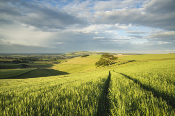 Fototapeta premium Beautiful Summer sunset landscape Steyning Bowl on South Downs