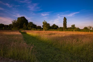 Foto op Plexiglas bloeiend grasland in de avondzon © pvdwal