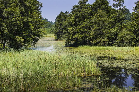 River Black  Hancza in Turtul. Poland