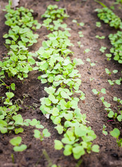 Green sprout growing from seed